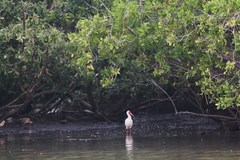 Eudocimus albus