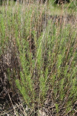 Artemisia salsoloides