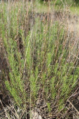 Artemisia salsoloides