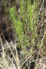 Artemisia salsoloides