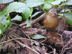 Thripadectes melanorhynchus