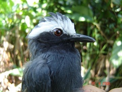 Myrmoborus leucophrys