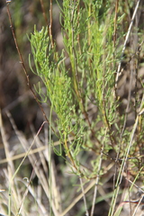 Artemisia salsoloides