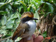 Myrmoborus leucophrys