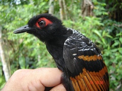 Phlegopsis erythroptera
