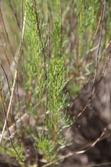 Artemisia salsoloides