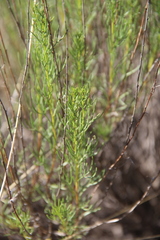 Artemisia salsoloides