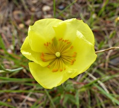 Crocanthemum brasiliense