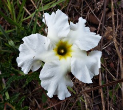 Mandevilla petraea