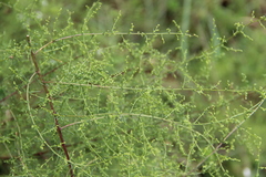 Artemisia scoparia