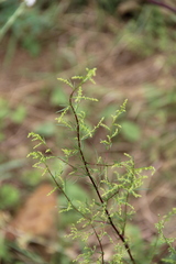 Artemisia scoparia