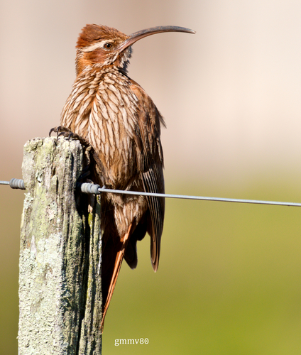 Scimitar-billed Woodcreeper