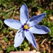 Calydorea azurea - Photo (c) Carlos Schmidtutz, some rights reserved (CC BY-NC), uploaded by Carlos Schmidtutz