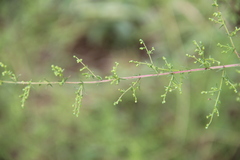 Artemisia scoparia