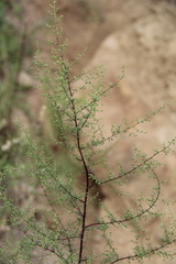 Artemisia scoparia