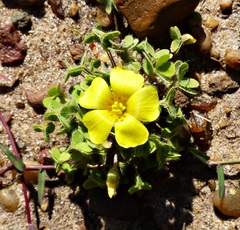 Oxalis conorrhiza
