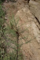 Artemisia scoparia