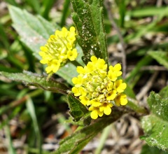 Lippia turnerifolia