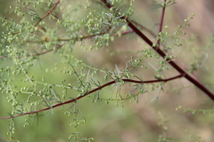 Artemisia scoparia