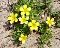 Oxalis niederleinii