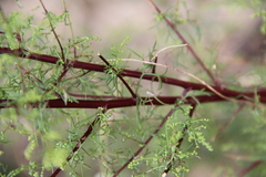 Artemisia scoparia