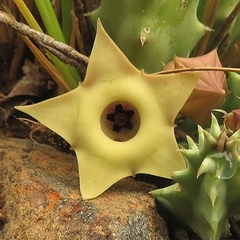 Huernia thuretii