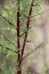 Artemisia scoparia