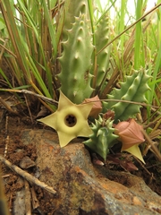 Huernia thuretii