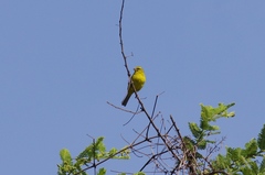 Crithagra sulphurata