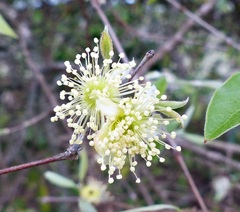 Eugenia myrcianthes