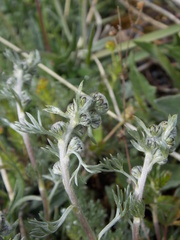 Artemisia splendens