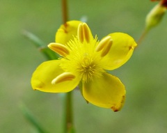 Scoparia montevidensis