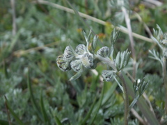 Artemisia splendens