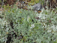 Artemisia splendens