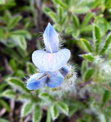 Lupinus bracteolaris