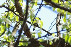 Spermestes bicolor nigriceps