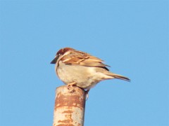 Passer domesticus tingitanus