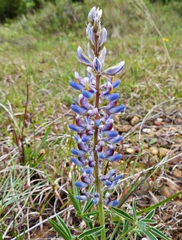 Lupinus multiflorus