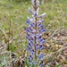 Lupinus multiflorus - Photo (c) Carlos Schmidtutz, some rights reserved (CC BY-NC), uploaded by Carlos Schmidtutz