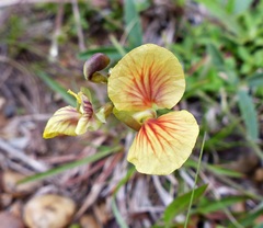 Macroptilium prostratum