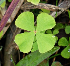 Marsilea ancylopoda