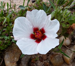 Pavonia glechomoides