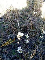 Gentianella grisebachii