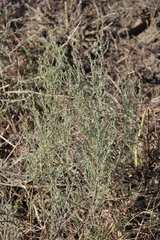 Artemisia taurica