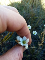 Gentianella grisebachii
