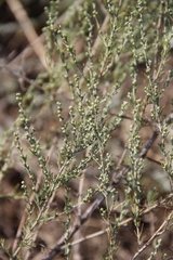 Artemisia taurica