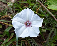 Convolvulus laciniatus