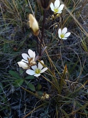 Gentianella grisebachii