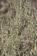 Artemisia taurica