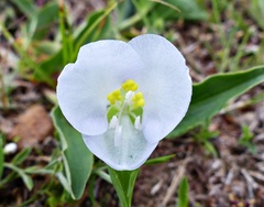 Commelina platyphylla
